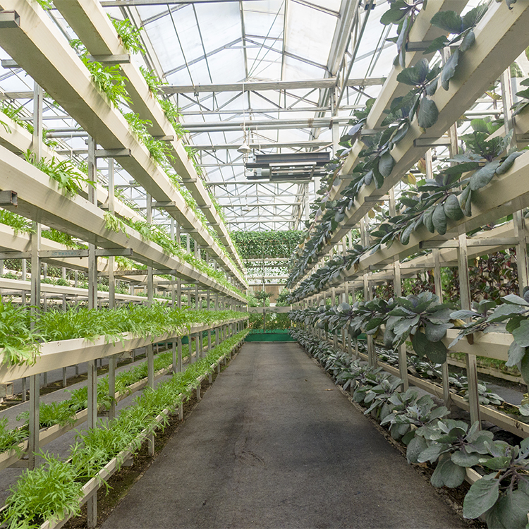 How to build a small greenhouse in your backyard