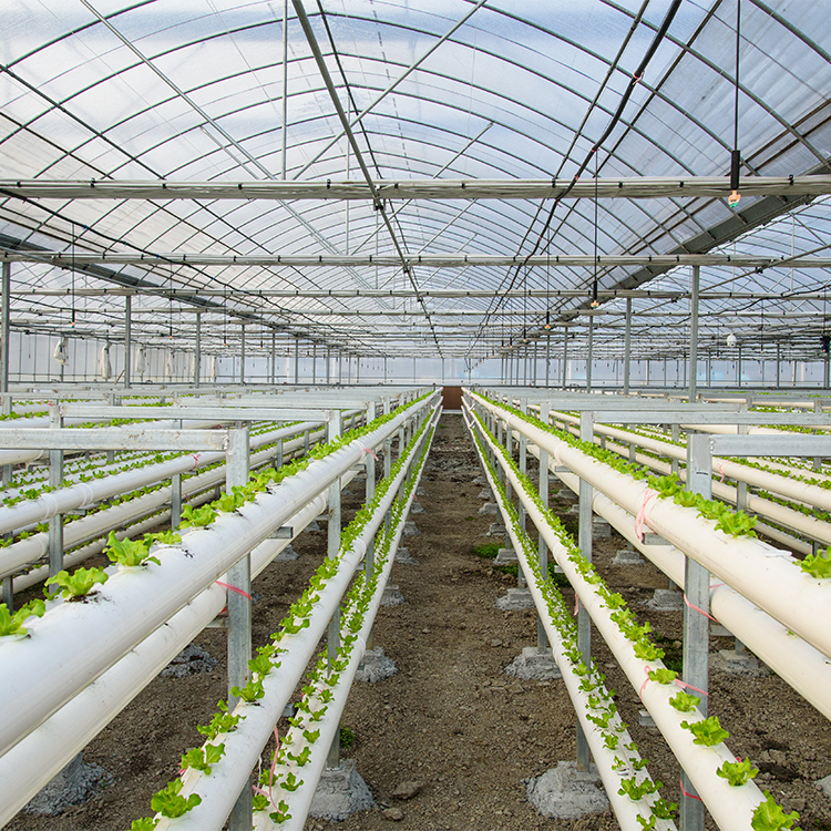 A few considerations for you before starting a plastic greenhouse project